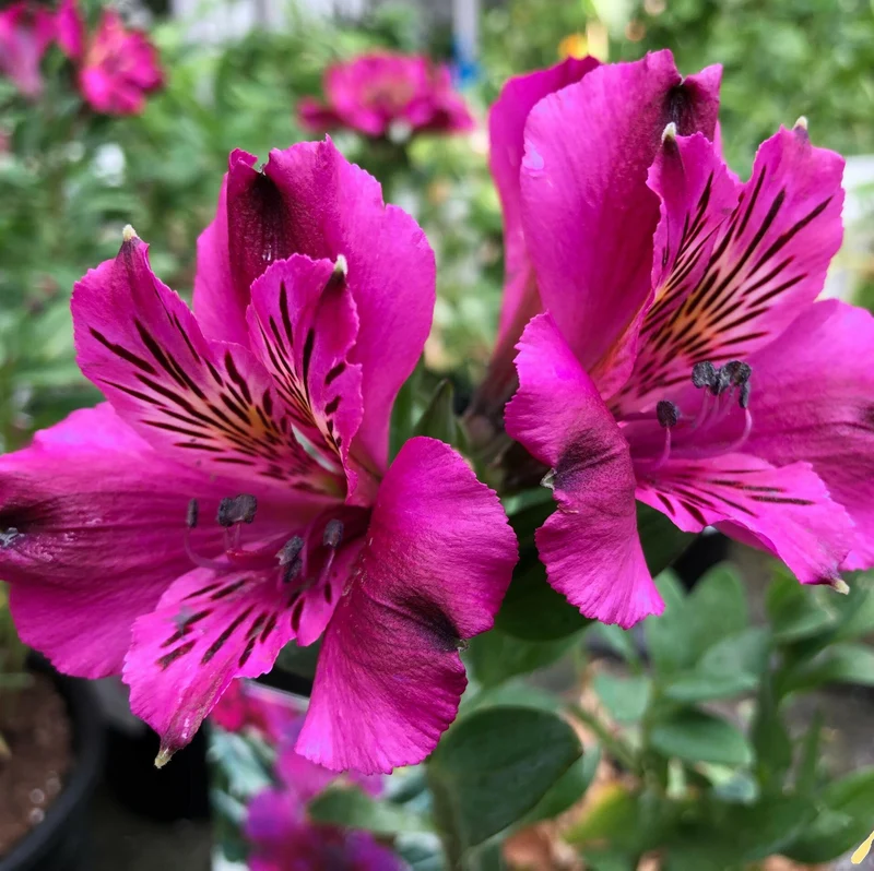 Inkalilie 'Leonie'