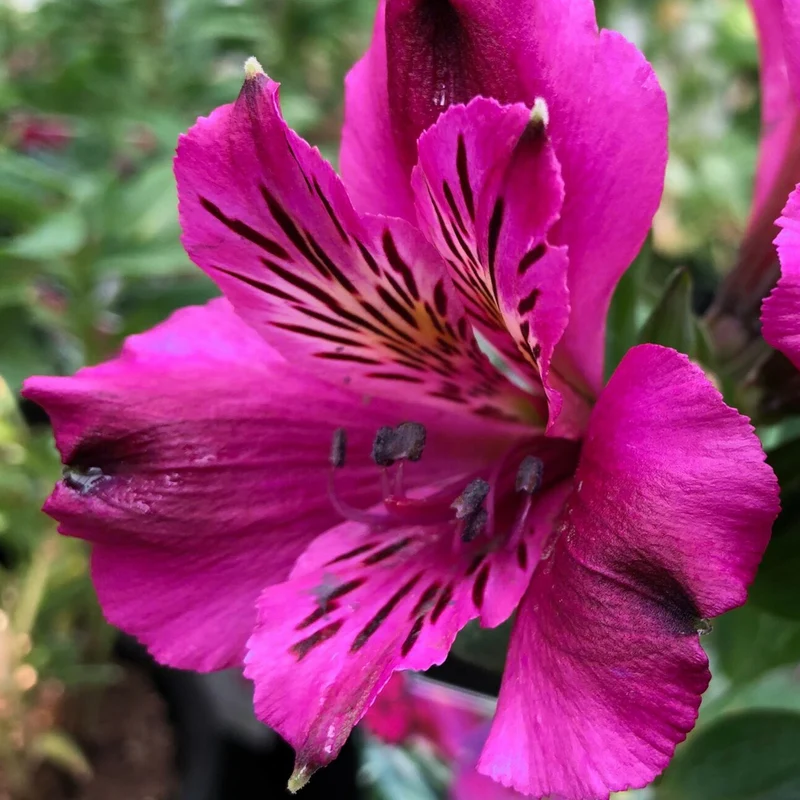Inkalilie 'Leonie'