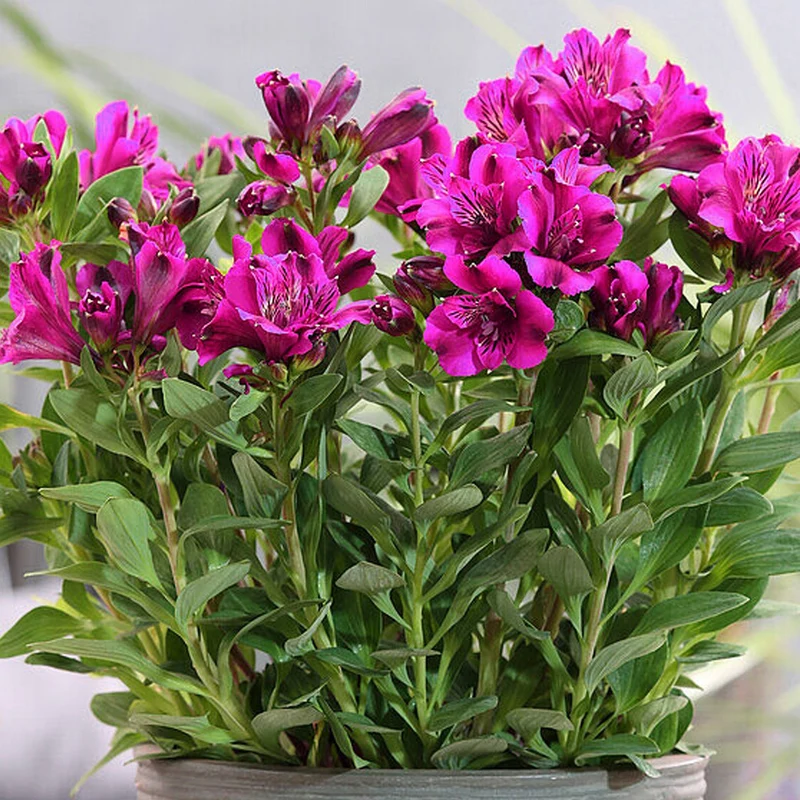 Inkalilie 'Leonie'