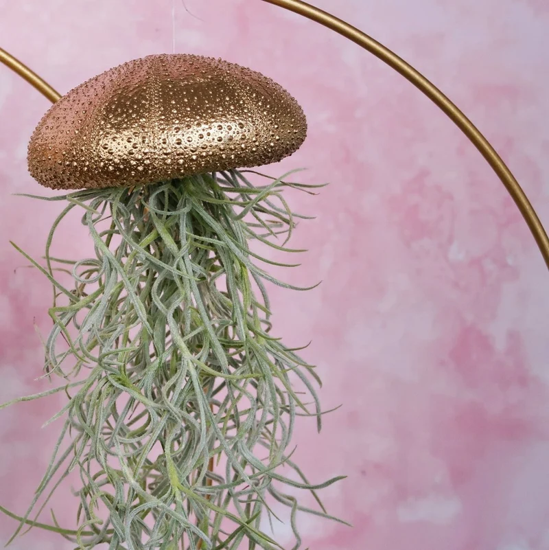 TILLANDSIA USNEOIDES - GOLD