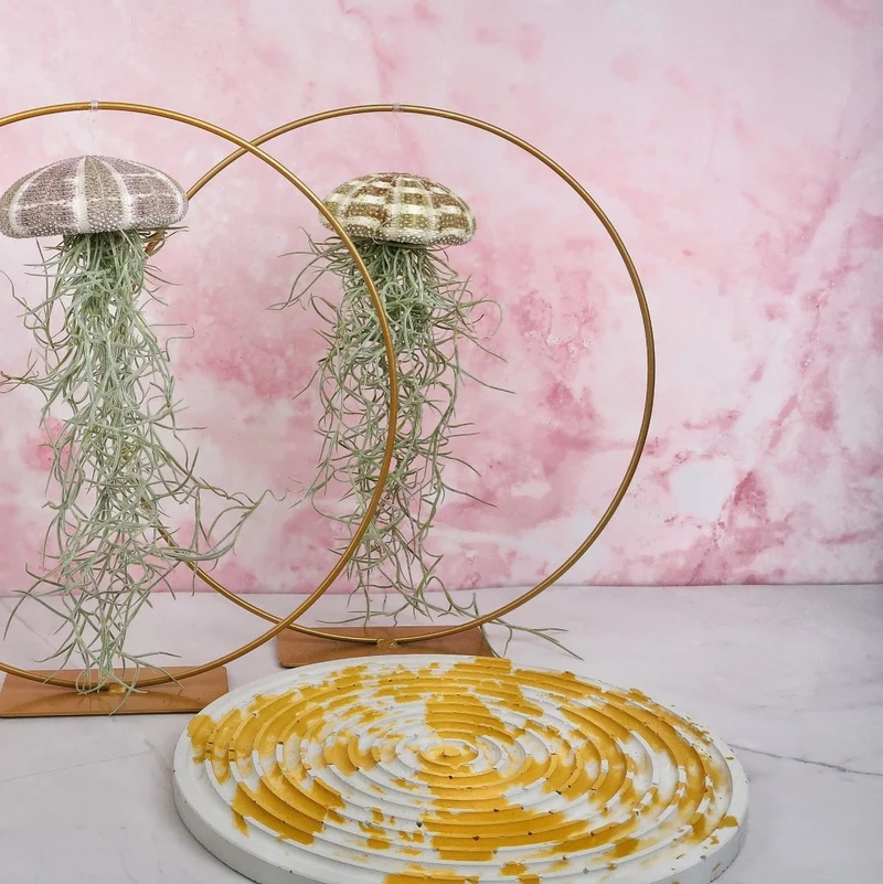TILLANDSIA USNEOIDES - NATUR