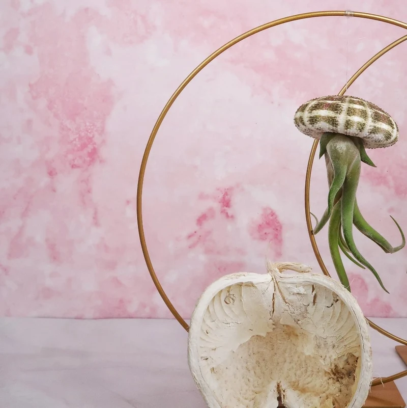 TILLANDSIA MEDUSAE - NATUR