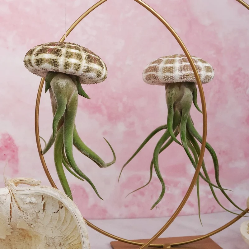 TILLANDSIA MEDUSAE - NATUR
