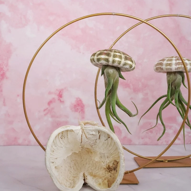 TILLANDSIA MEDUSAE - NATUR