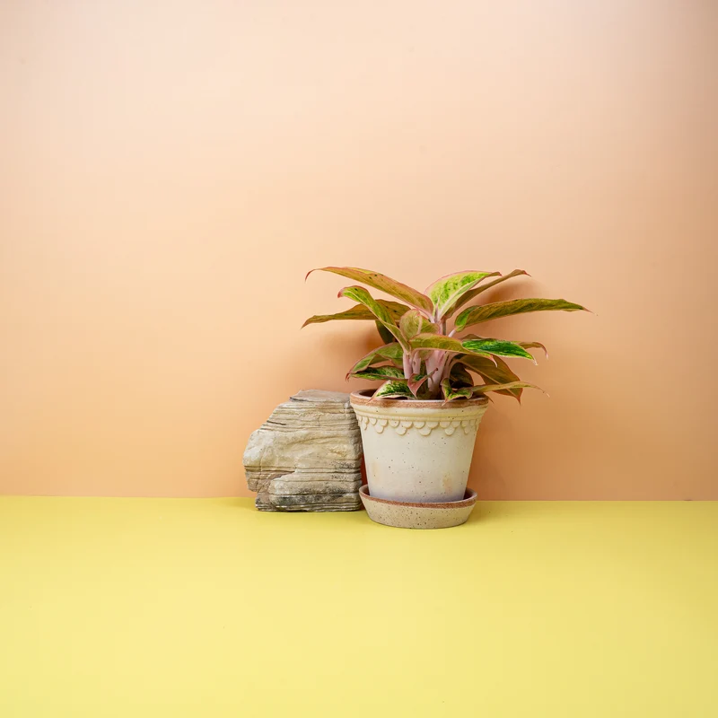 AGLAONEMA SALMON