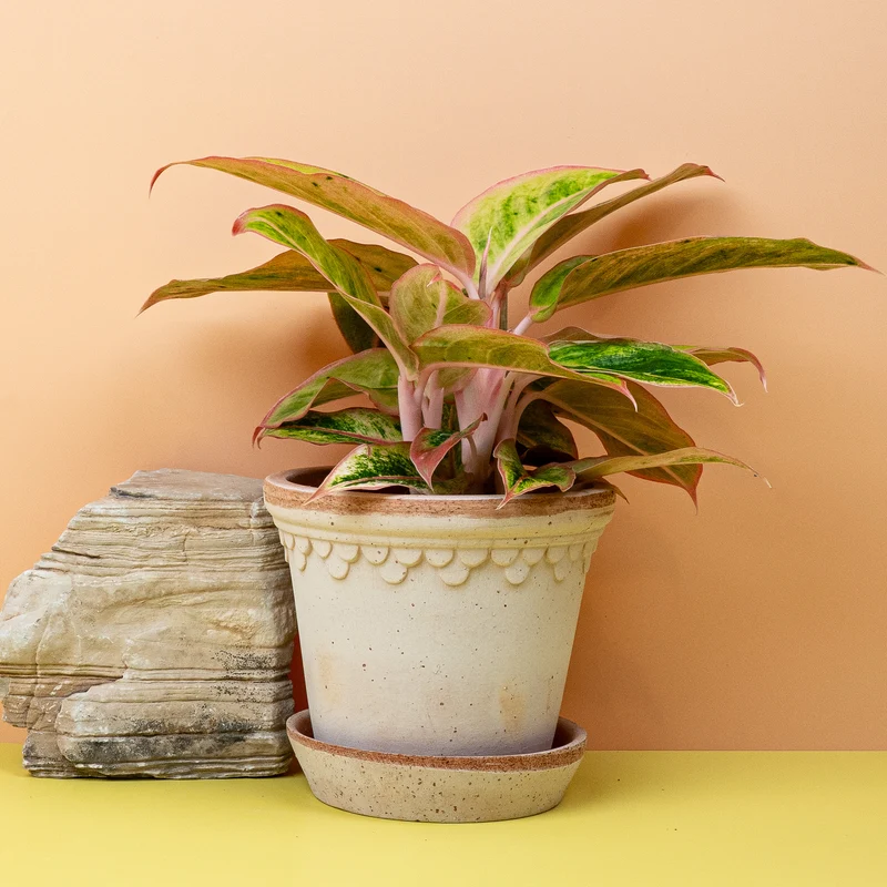 AGLAONEMA SALMON