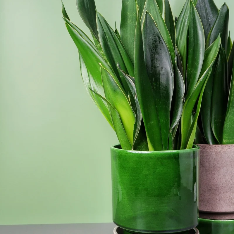 SANSEVIERIA BLACK DIAMOND
