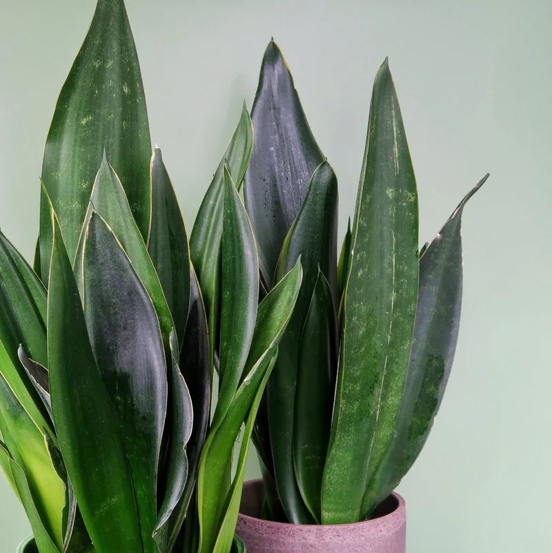 SANSEVIERIA BLACK DIAMOND