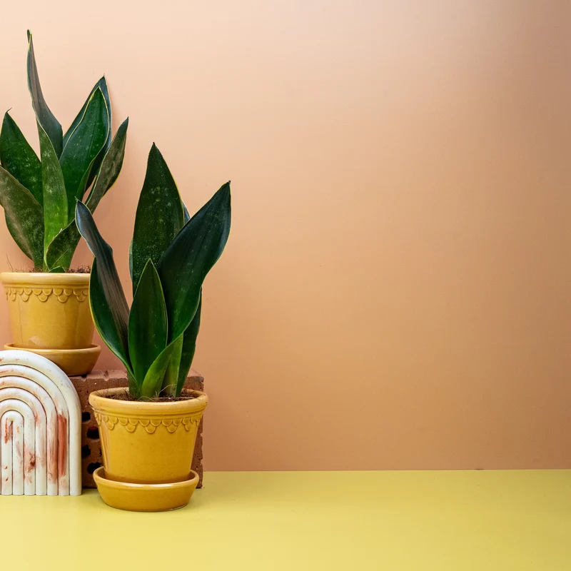 SANSEVIERIA BLACK DIAMOND