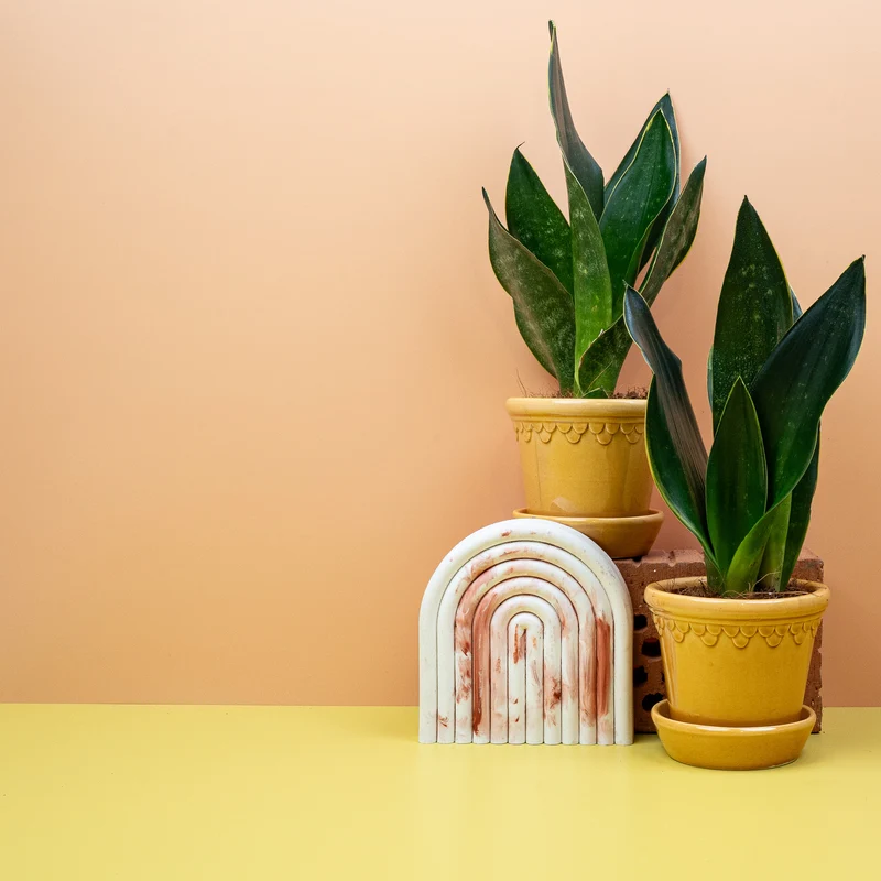 SANSEVIERIA BLACK DIAMOND