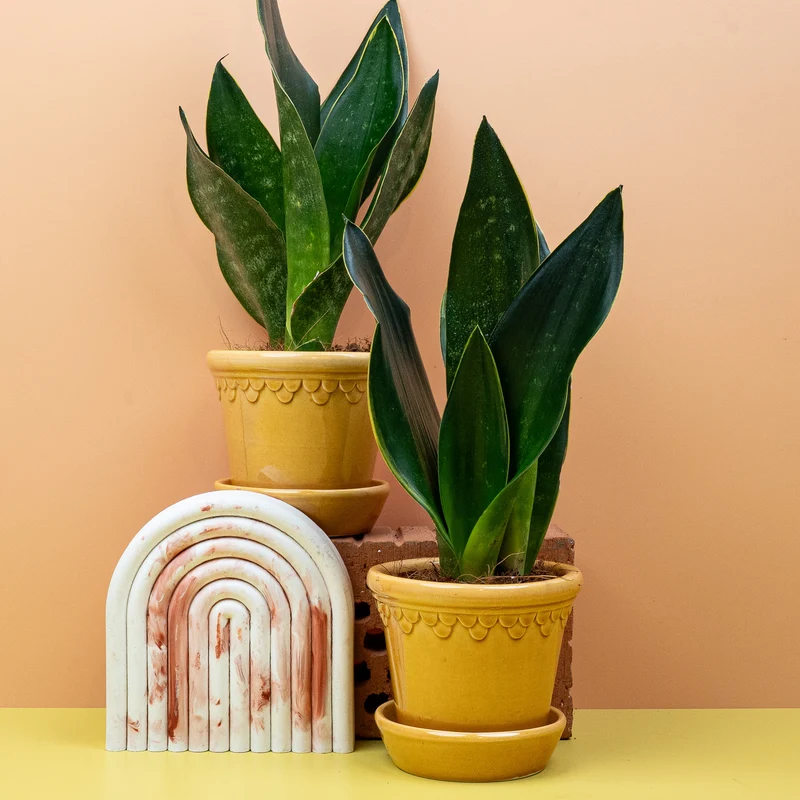 SANSEVIERIA BLACK DIAMOND
