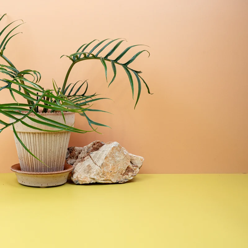 PHILODENDRON TORTUM