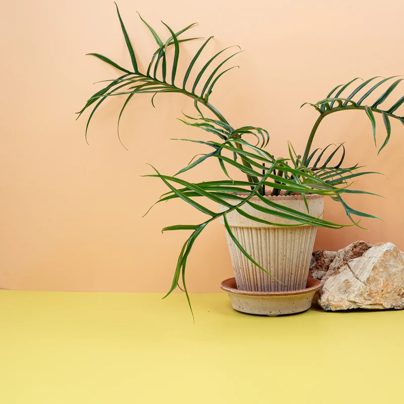PHILODENDRON TORTUM