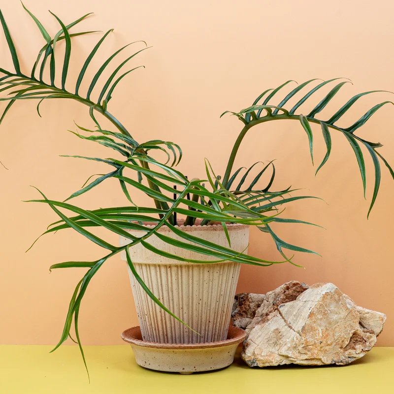 PHILODENDRON TORTUM