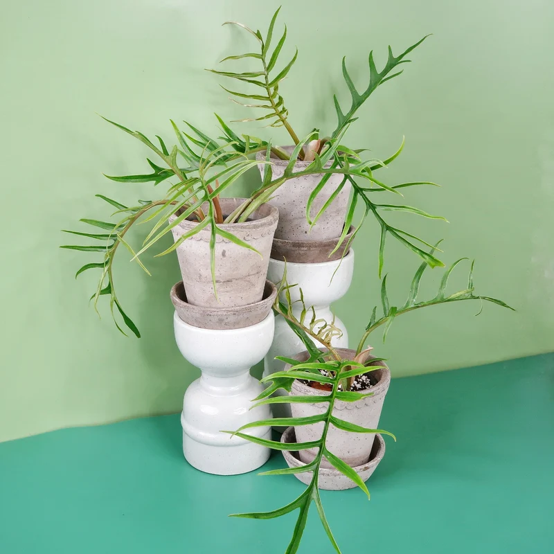 PHILODENDRON TORTUM