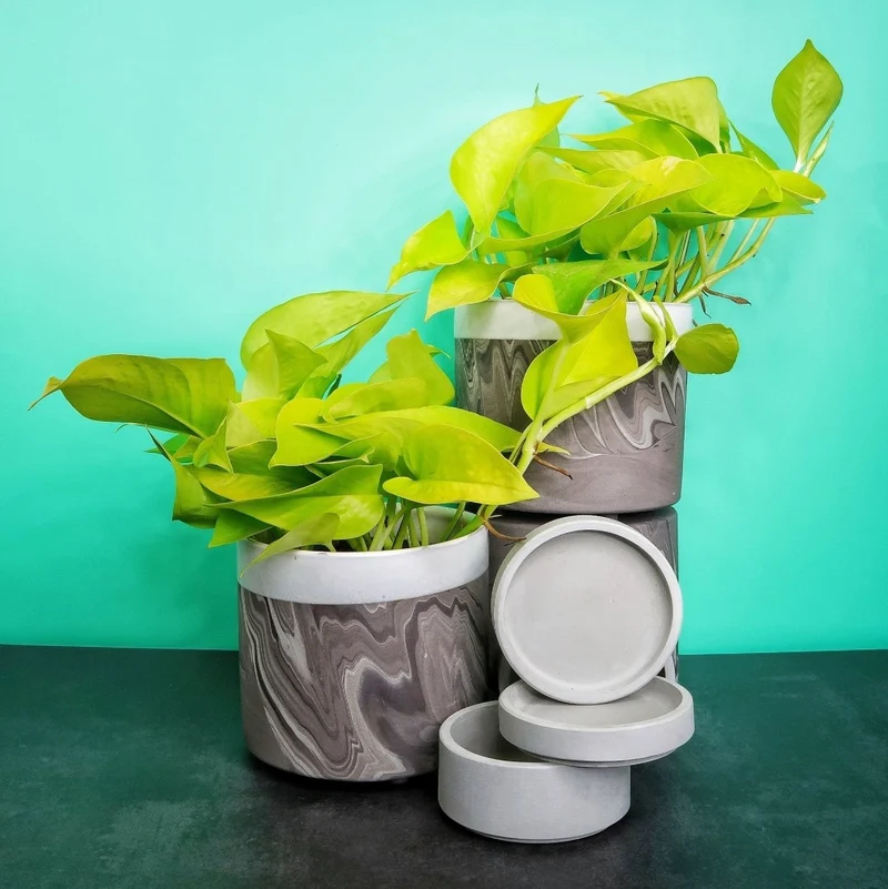 EPIPREMNUM GOLDEN POTHOS