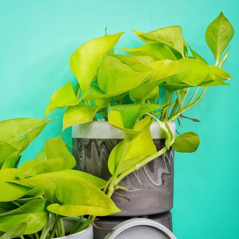 EPIPREMNUM GOLDEN POTHOS