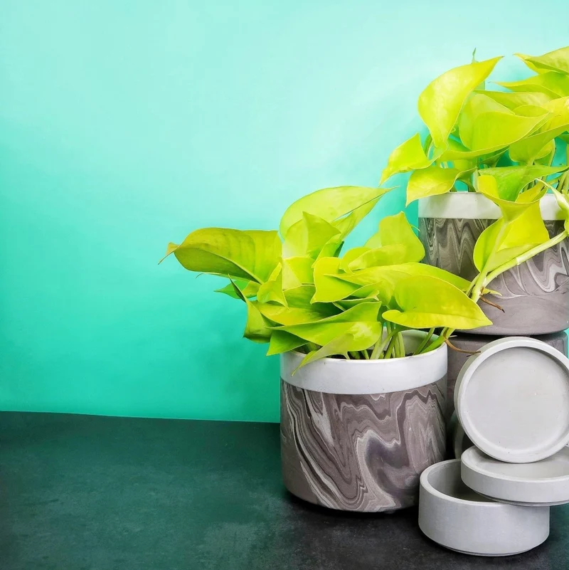 EPIPREMNUM GOLDEN POTHOS