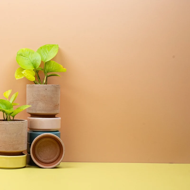 EPIPREMNUM GOLDEN POTHOS