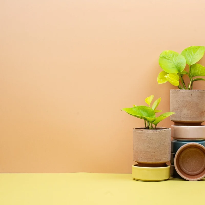 EPIPREMNUM GOLDEN POTHOS