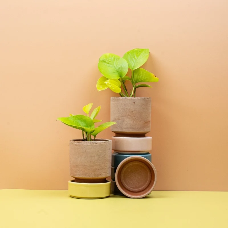 EPIPREMNUM GOLDEN POTHOS