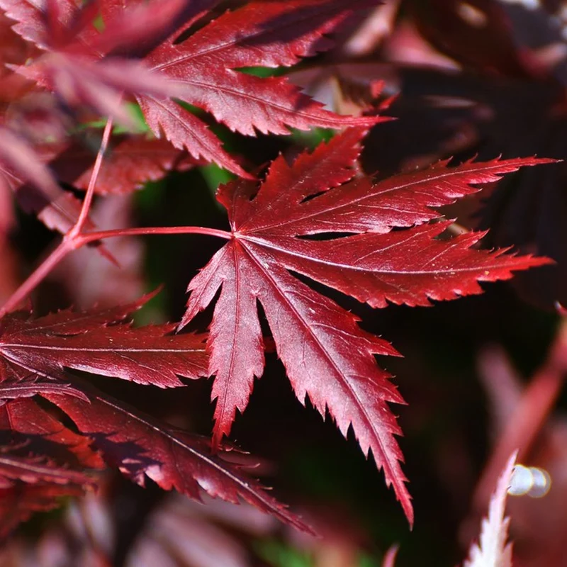 Acer 'Trompenburg'