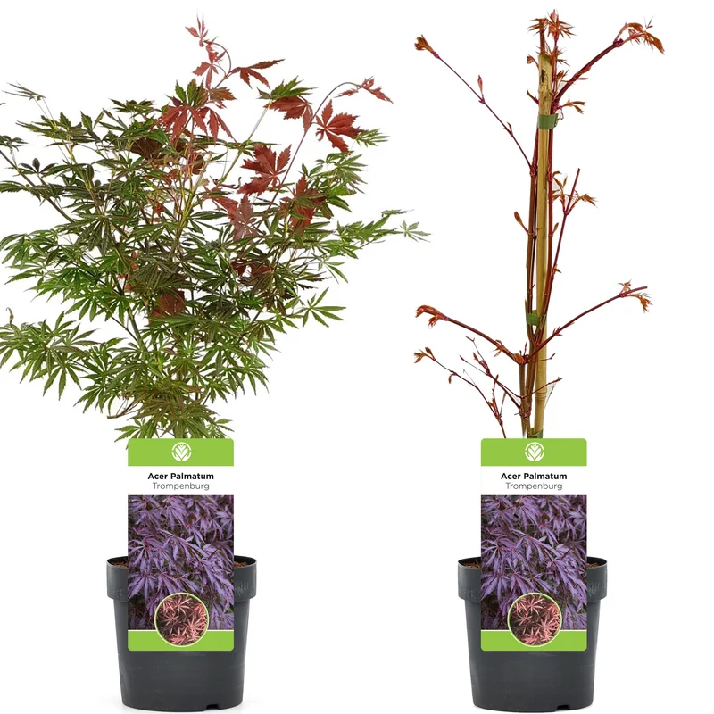 Acer 'Trompenburg'