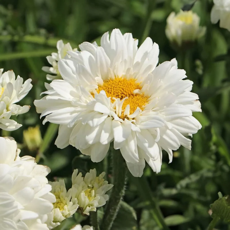 Leucanthemum 'Victorian Secret'