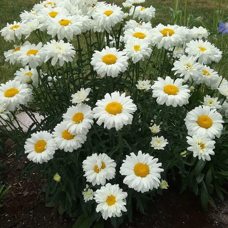 Leucanthemum 'Victorian Secret'
