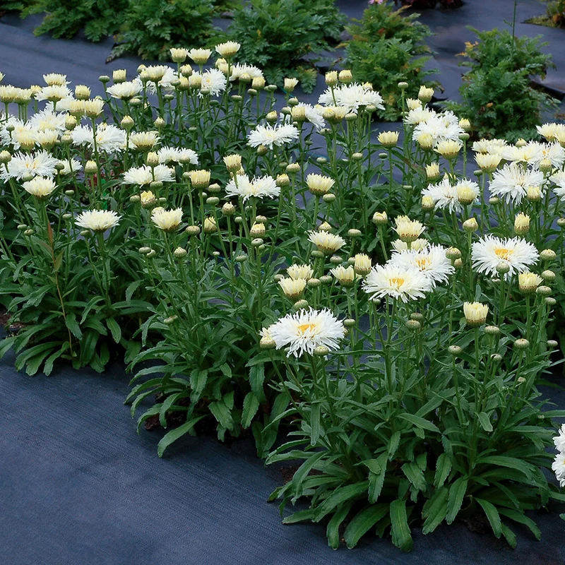Leucanthemum 'Victorian Secret'