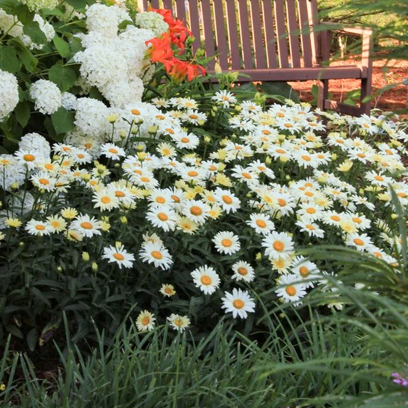 Leucanthemum 'Victorian Secret'