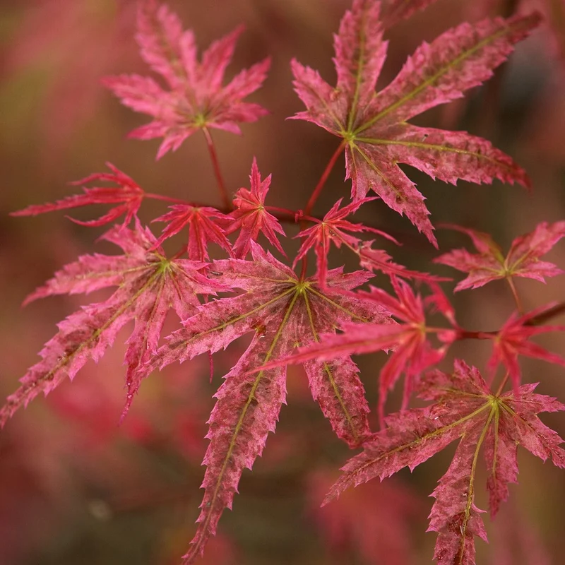Acer 'Phoenix'