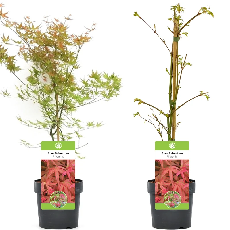Acer 'Phoenix'