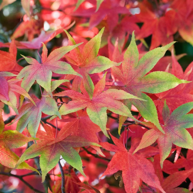 Acer 'Osakazuki'