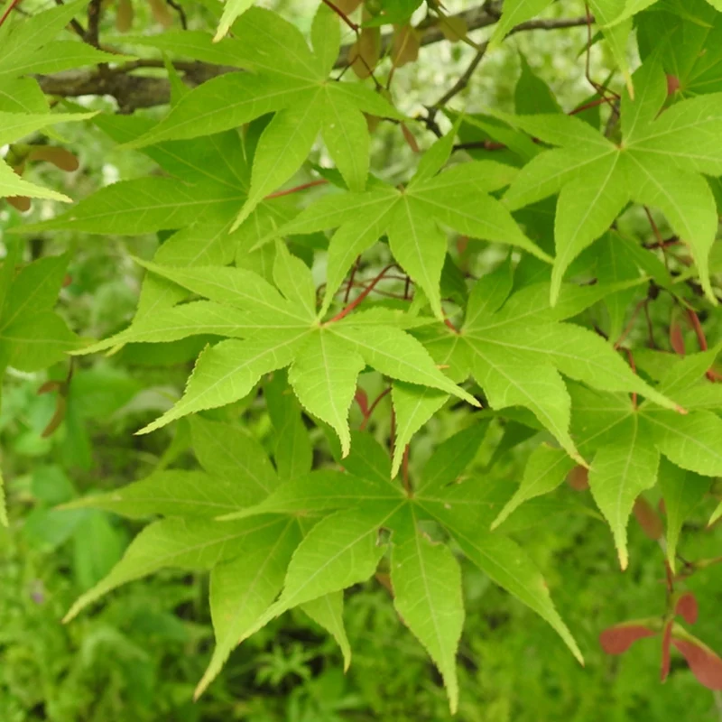 Acer 'Osakazuki'