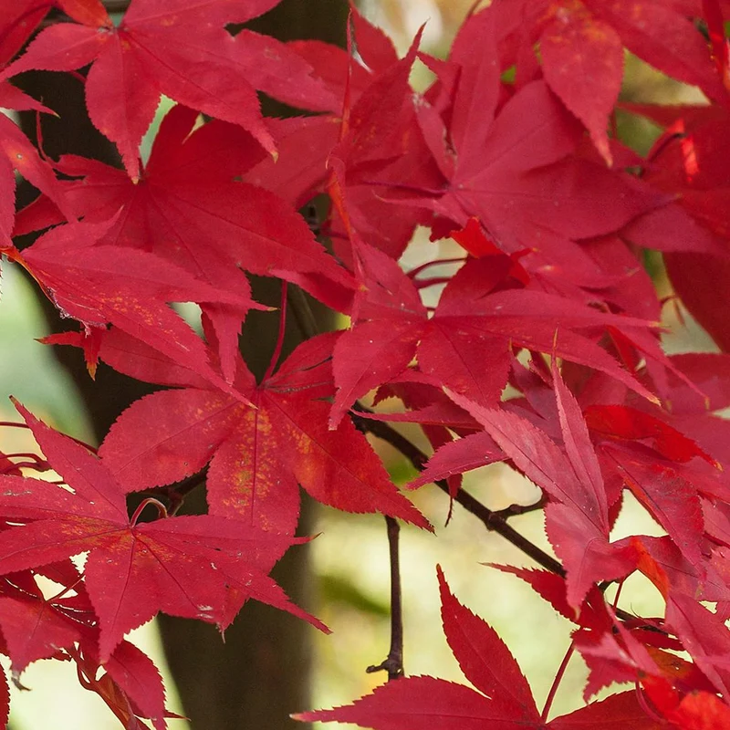 Acer 'Osakazuki'