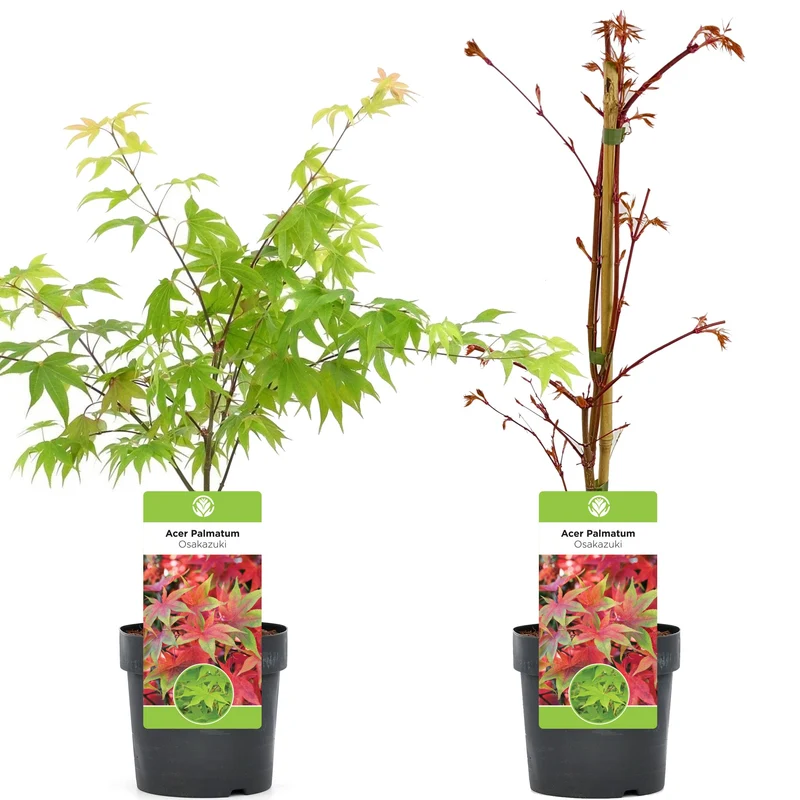 Acer 'Osakazuki'