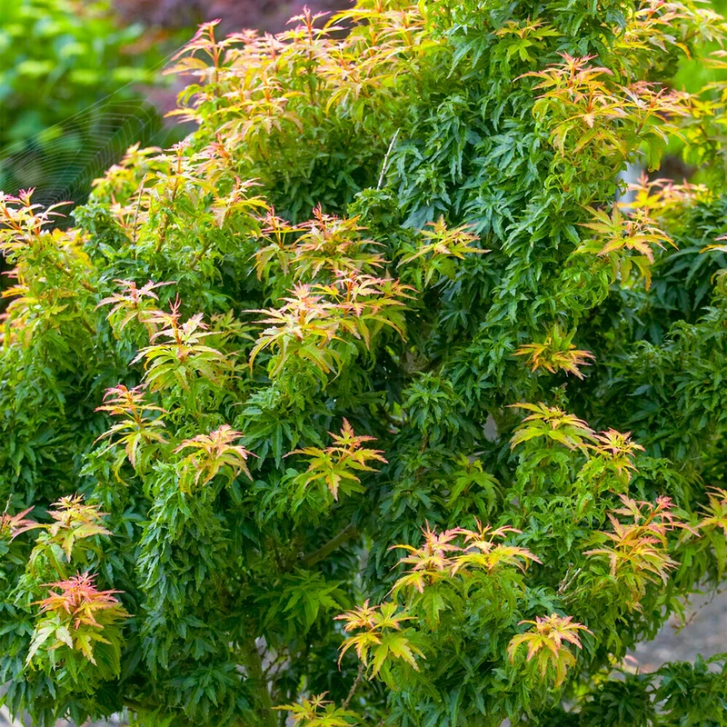 Acer 'Koto Hime'