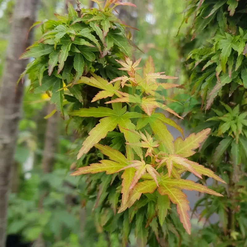 Acer 'Koto Hime'
