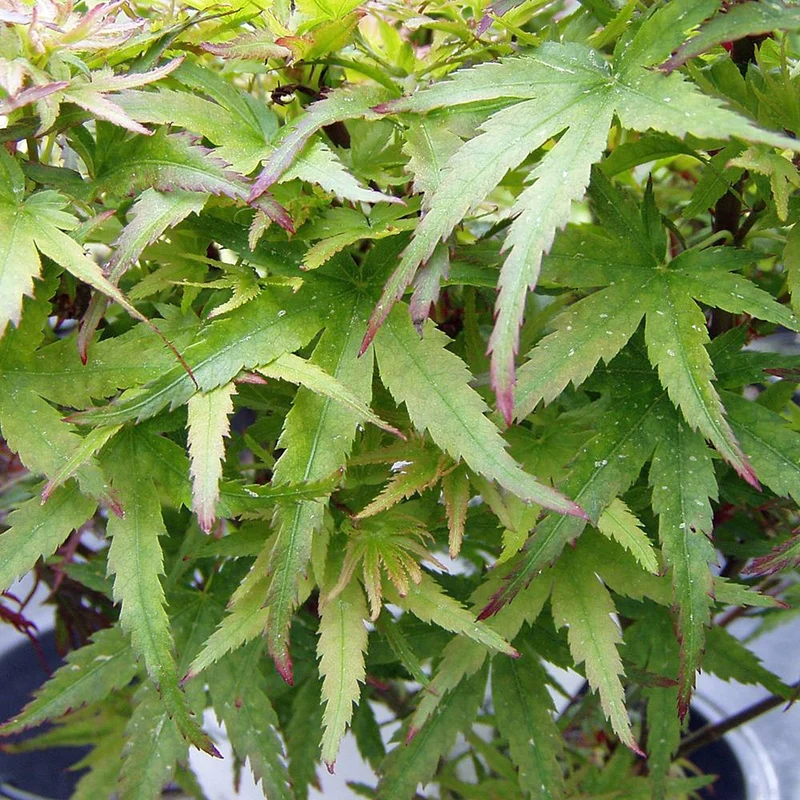 Acer 'Koto Hime'