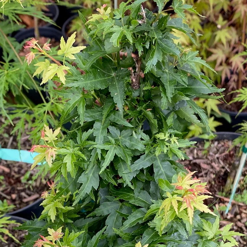 Acer 'Koto Hime'