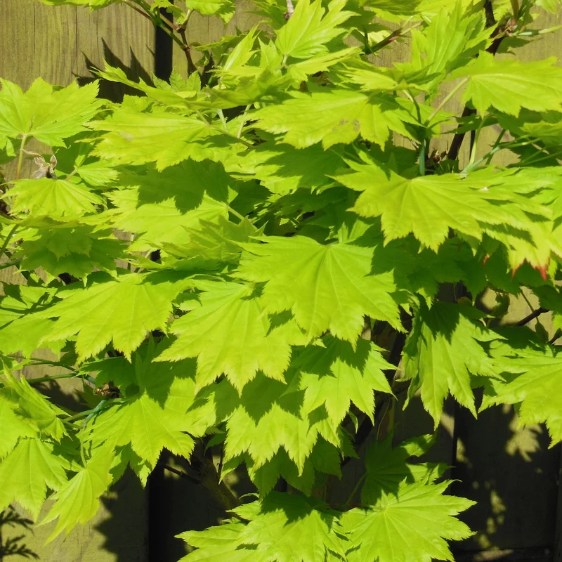 Acer 'Jordan'