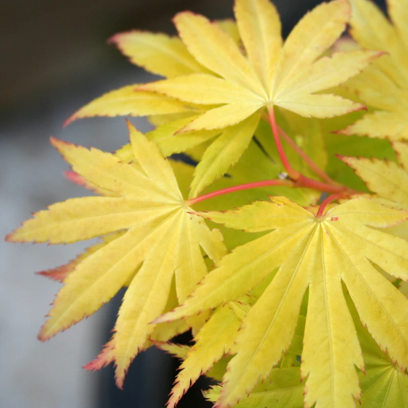 Acer 'Jordan'
