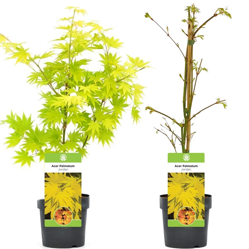 Acer 'Jordan'