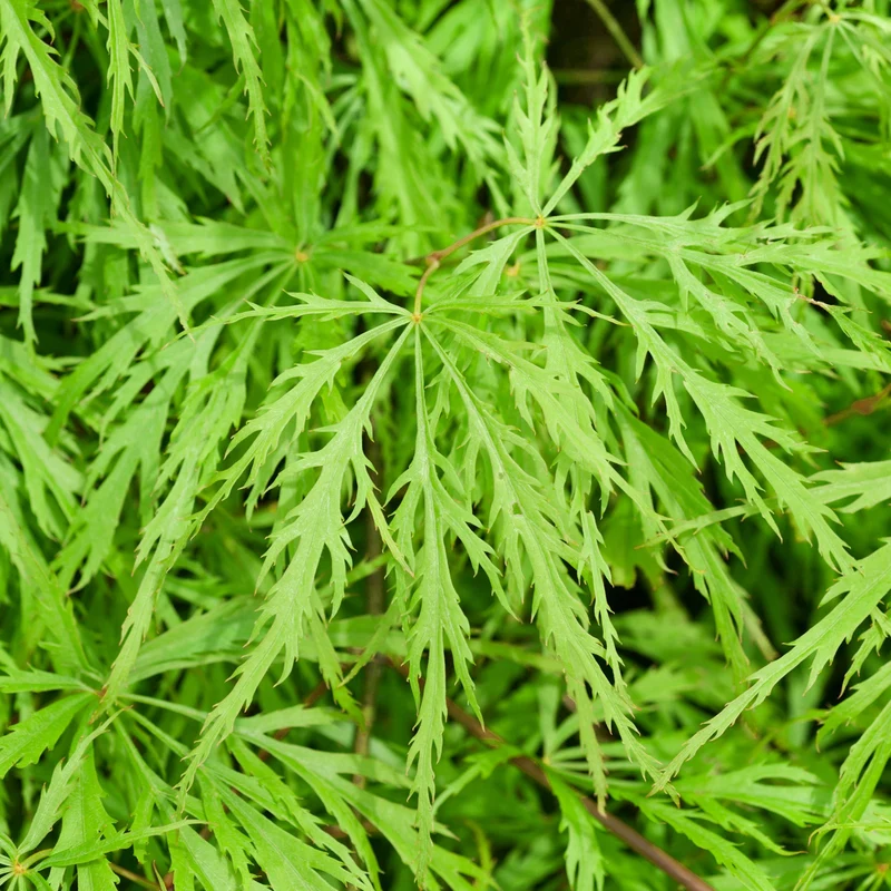 Acer 'Dissectum'