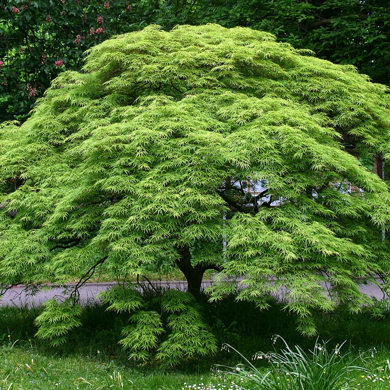 Acer 'Dissectum'