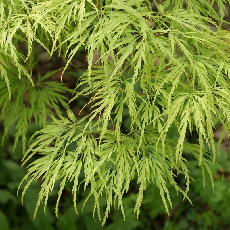 Acer 'Dissectum'