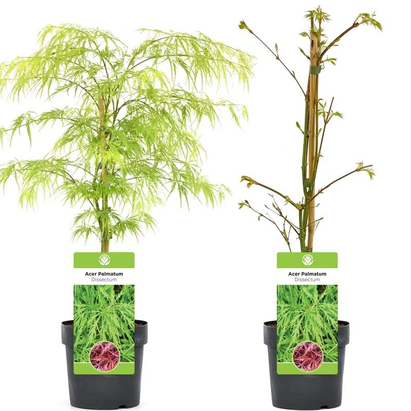 Acer 'Dissectum'