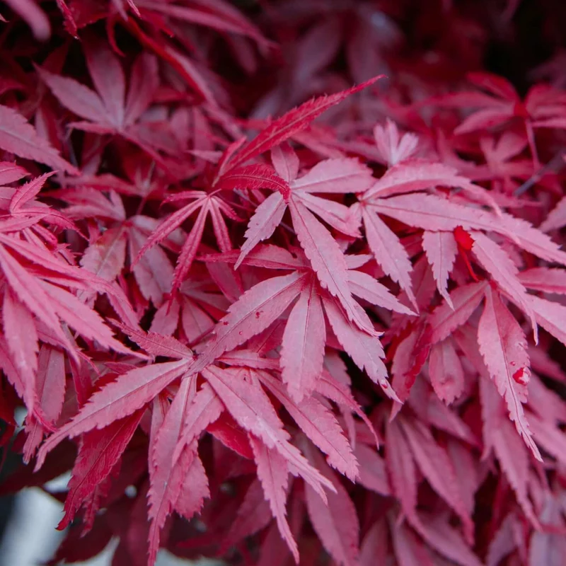 Acer 'Bloodgood'
