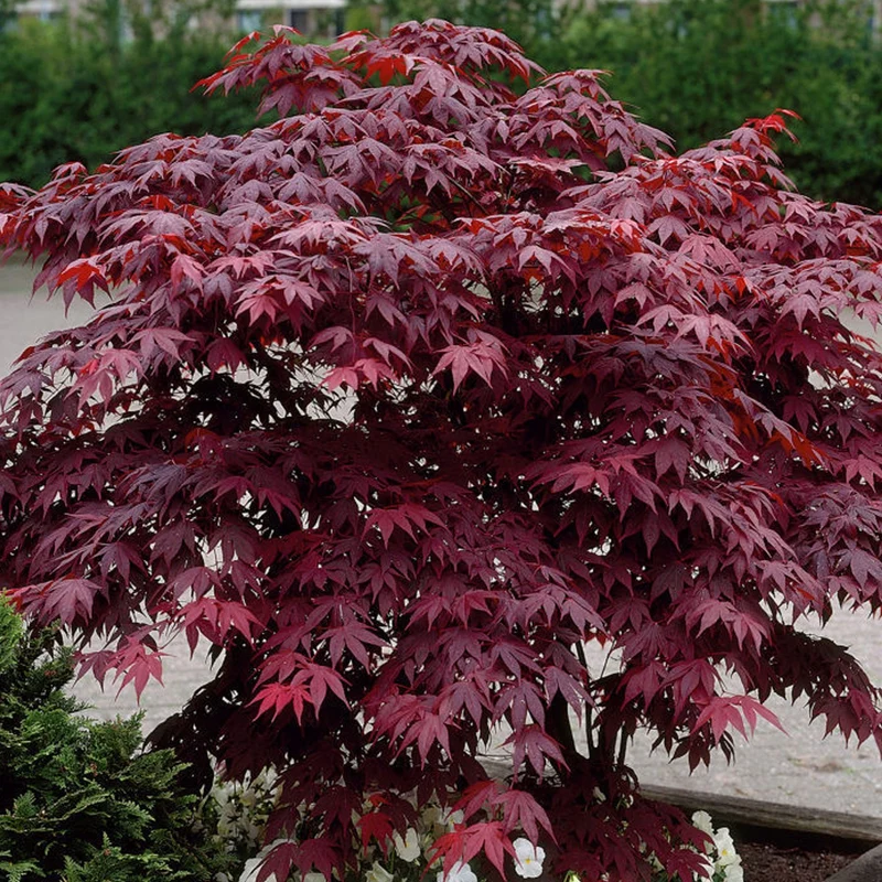 Acer 'Bloodgood'